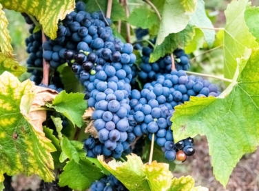 Les bienfaits du resvératrol en cosmétique